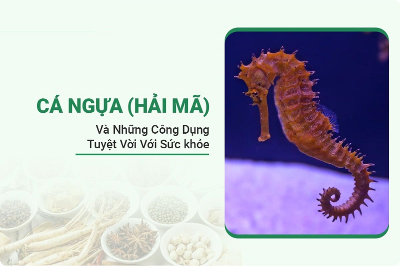 ca-ngua7