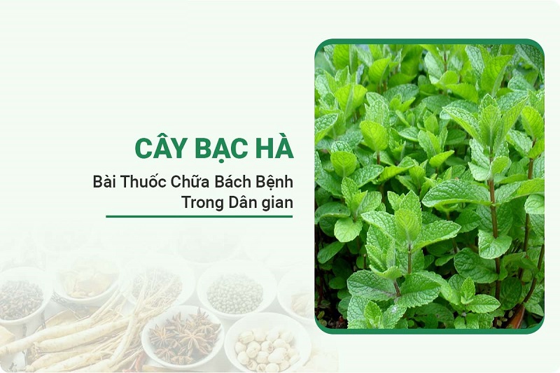 cay-bac-ha4