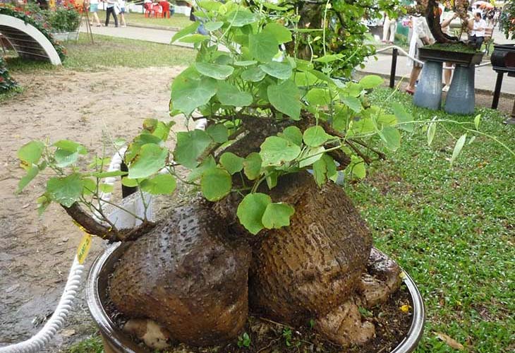 cay-binh-voi-1
