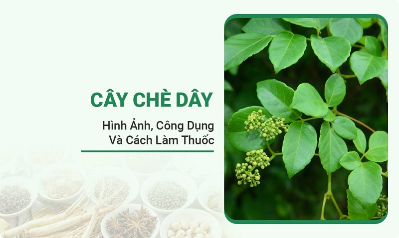 cay-che-day5