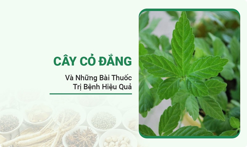 cay-co-dang1
