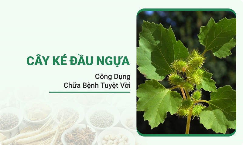 cay-ke-dau-ngua4