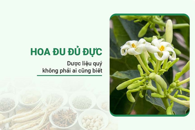 hinh-anh-hoa-du-du-duc-1