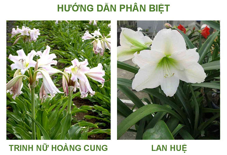 image-phan-biet-trinh-nu-hoang-cung-1