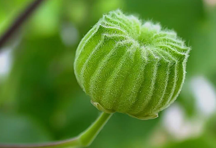 images-cach-dung-cay-coi-xay