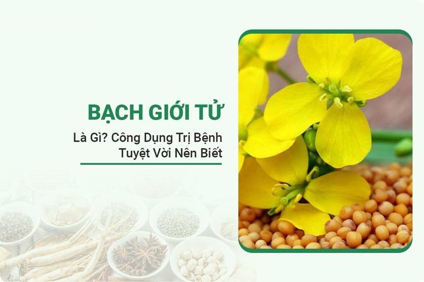 img-bach-gioi-tu_1