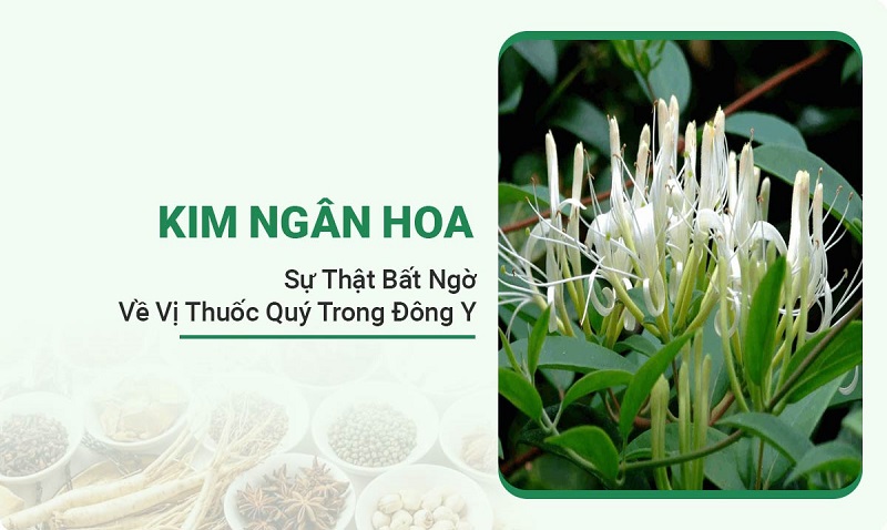 kim-ngan-hoa