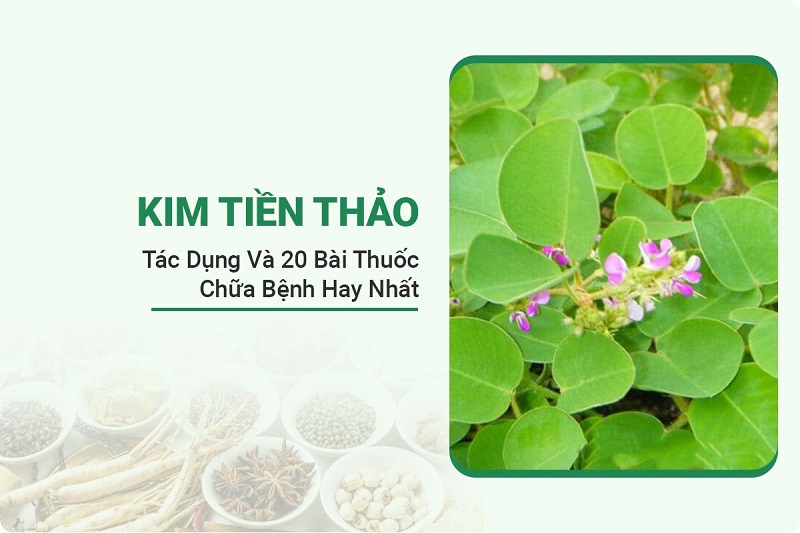 kim-tien-thao