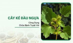 Ké Đầu Ngựa