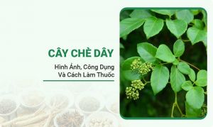 Cây Chè Dây
