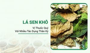 Lá Sen Khô