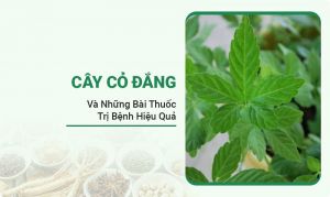 Cây Cỏ Đắng