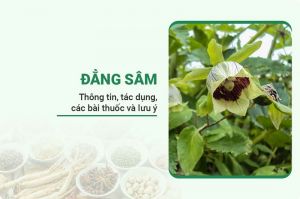 Đằng sâm