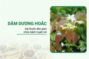 Dâm Dương Hoắc