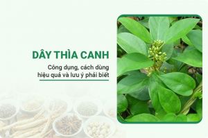 Cây Thìa Canh
