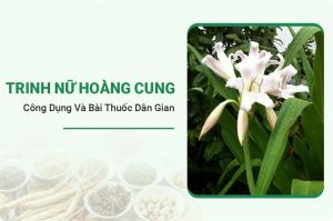 Trinh Nữ Hoàng Cung
