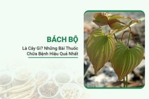 Bạch Lộ