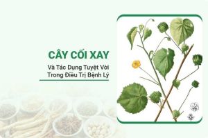 Cây Cối Xay