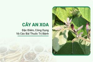Cây Xoa An