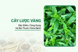 Cây Lược Vàng
