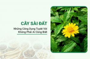 Cây Sài Đất