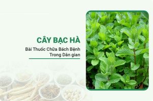 Cây Bạc Hà