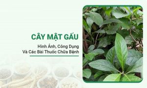 Cây Mật Gấu