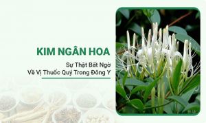 Cây Kim Ngân Hoa