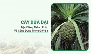 Câu Dứa Dại