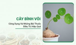 Cây Bình Vôi