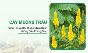 Cây Muồng Trâu
